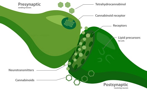 list of neurotransmitters