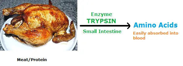 Trypsin to digest protein