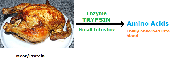 Trypsin to digest protein