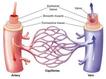 15 Differences Between Arteries and Veins (structure & functions)