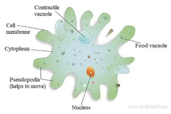Amoeba a protozoa