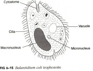 Balantidium another Example of ciliated Protozoa 