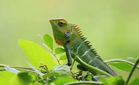 chameleons a lizard that can change color as per surroundings