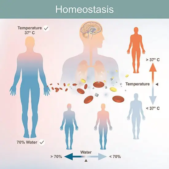 What is homeostasis