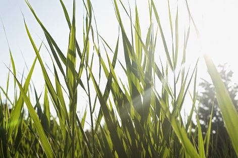 Uses of Light for plants