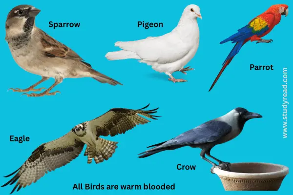 Birds like sparrow, pigeon, parrot, eagle, crow.