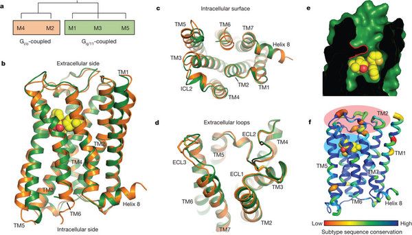 Muscarinic Receptors