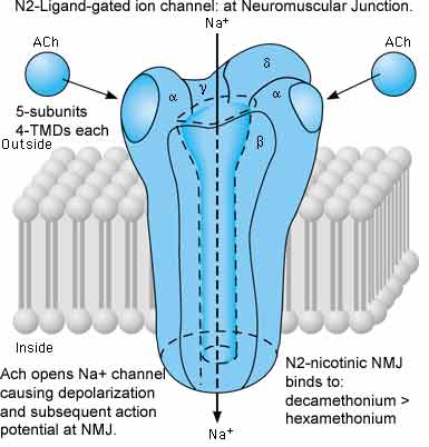 types of nicotinic receptors