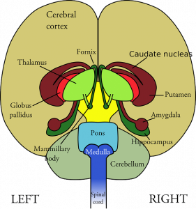 Nervous System Facts