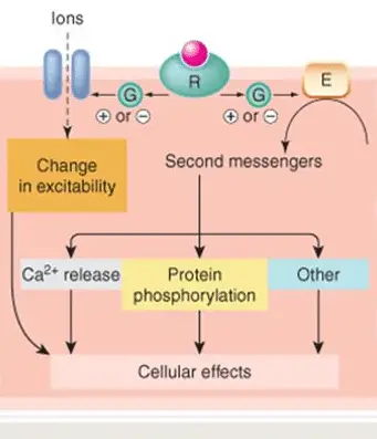 g protein coupled receptor representation