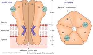 ionotropic receptors or ligand gated ion channels