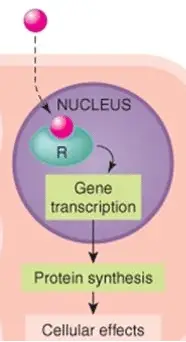 nuclear receptor mechanism