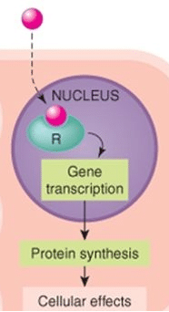 nuclear receptor mechanism