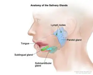 salivary glands location