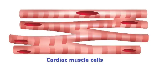 cardiac cells showing branches in between along with bands and nucleus.