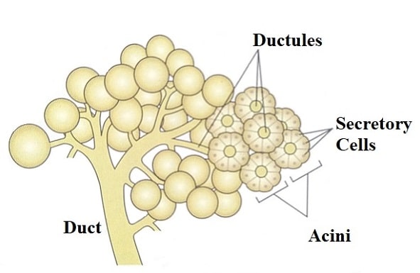 15 Types Of Glands In Human Body Their Functions