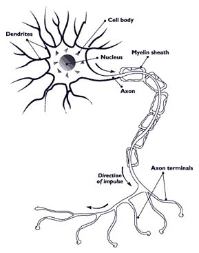 nerve cell body showing dendrites, axon and myelin sheath