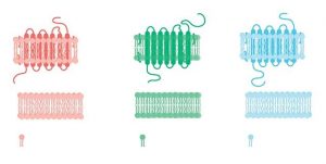 examples of lipids