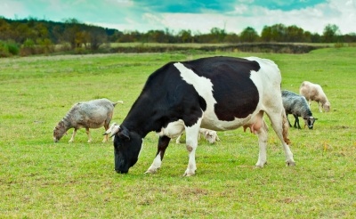 Importance of Animals | 13 Uses for Human Life Importance of Animals | 13 Uses for Human Life
