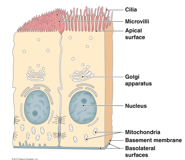 epithelial cell with cilia and microvilli on apical surface