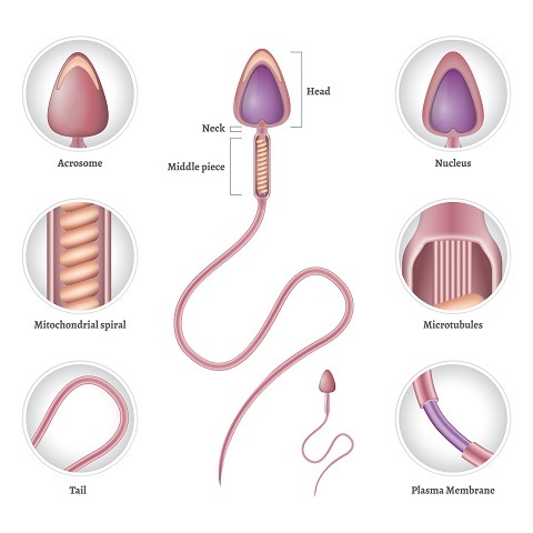 sperm structure