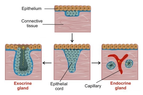 types of glands