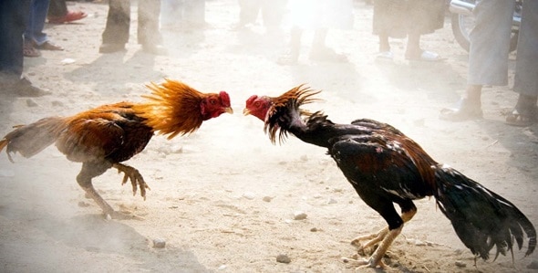 importance of birds in sports