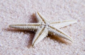 star fish another mollusc