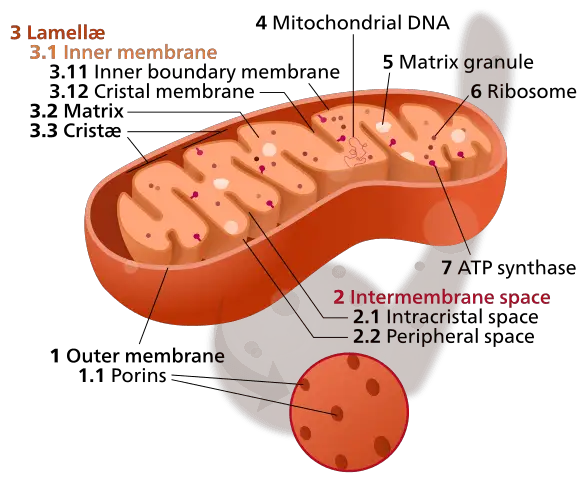 Mitochondria Facts