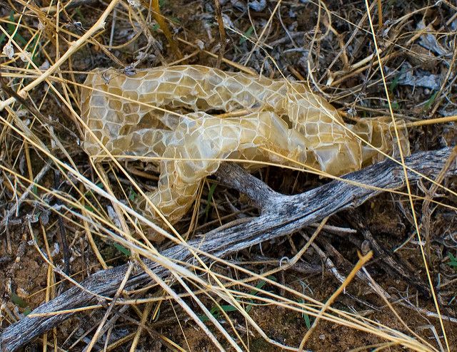 shed snake skin