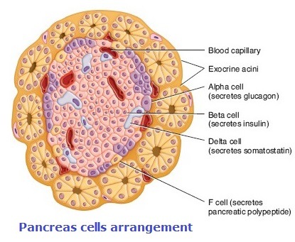 Pancreatic Cells -structure