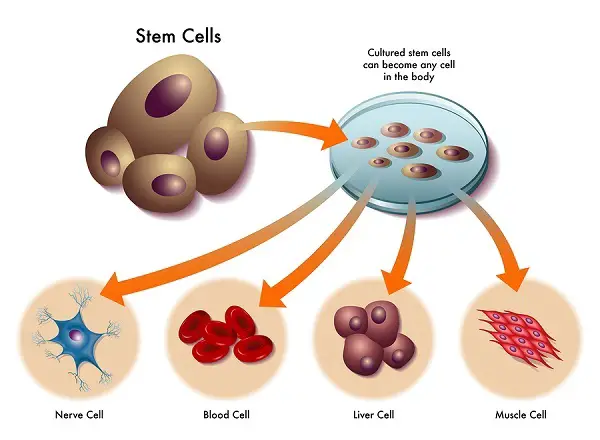 Types of Cells