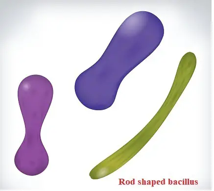 rod-shaped bacteria
