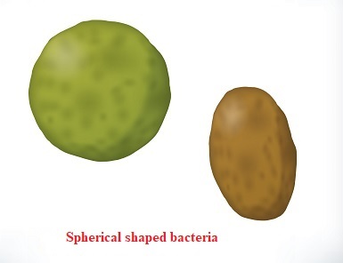 spherical bacteria