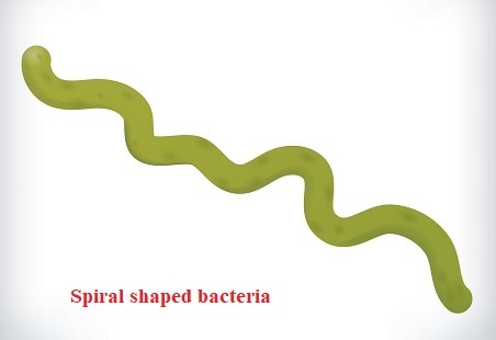 spiral shaped bacteria