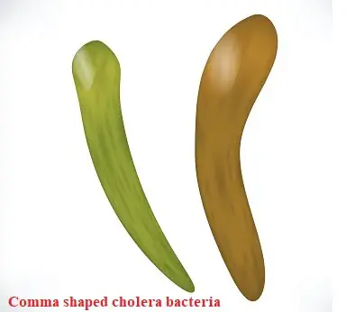 comma-shaped bacteria