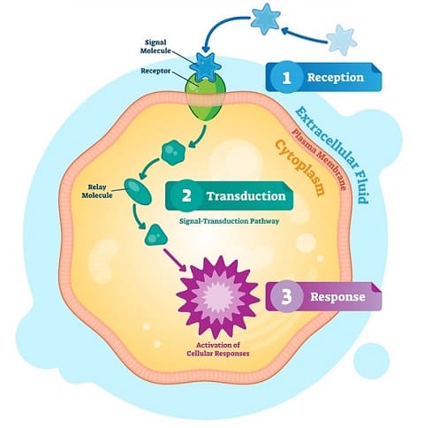 Essential Parts of a Signaling Pathway