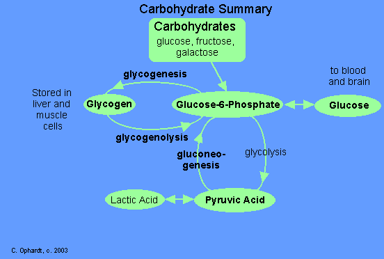 Examples of Metabolic Pathways