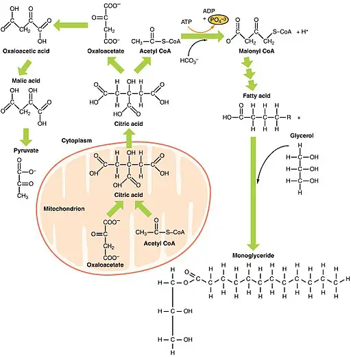 What Role do Enzymes Play in Metabolism