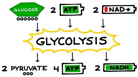 Examples of metabolic pathways