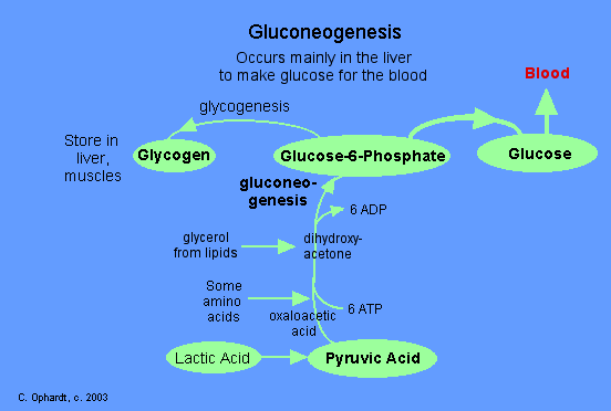 Examples of Metabolic Pathways
