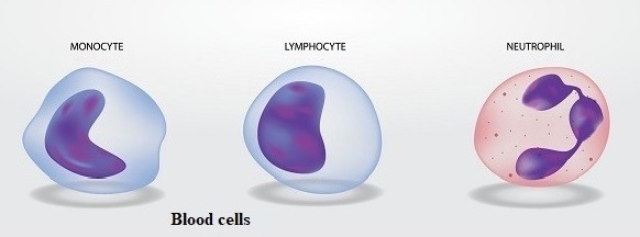 Examples of Innate Immunity
