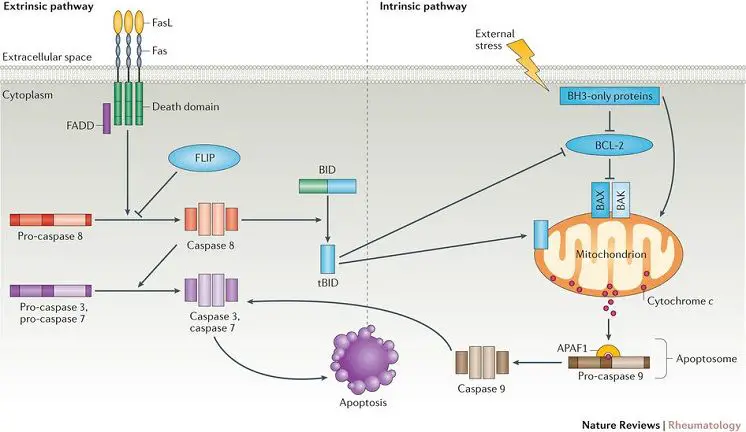 apoptosis pathway