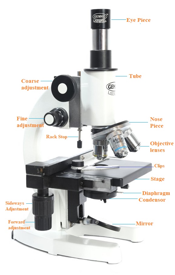 Compound Microscope Drawing Parts And Functions Micropedia