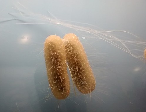 Rod shaped bacteria