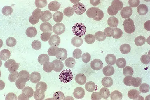 Single Celled Parasite-malaria