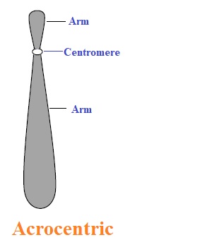 types of chromosome | Acrocentric