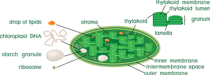 chloroplast and important plant cell organelle