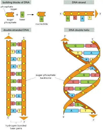DNA blocks annd structure