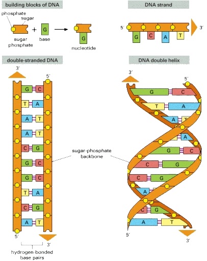 DNA blocks annd structure